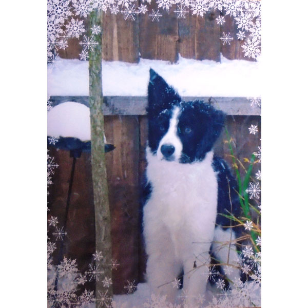 Winners of the BCT GB photo competition - Large Card Pack