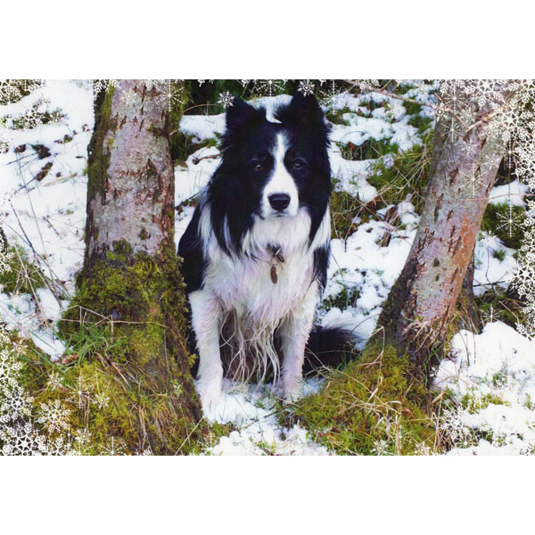 Winners of the BCT GB photo competition - Large Card Pack