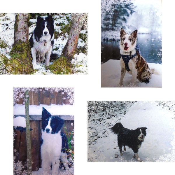 Winners of the BCT GB photo competition - Large Card Pack